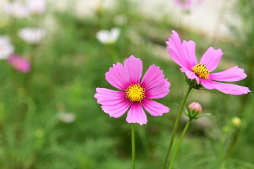 Obraz premium Beautiful Chrysanthemum Plants
