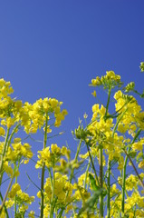 canola flower in japan fukushima