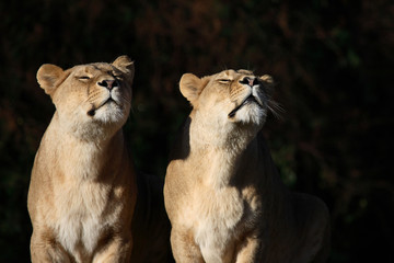 Afrikanischer Löwe / African Lion / Panthera leo
