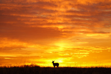 Obraz na płótnie Canvas Deer Sunrise