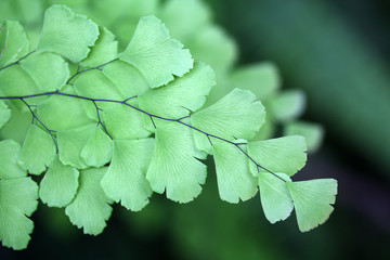 close up of green leaves