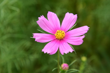 Obraz premium Beautiful Chrysanthemum Plants