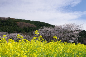canola flower in japan fukushima