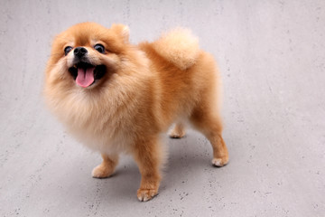 Pomeranian dogs on a gray background.