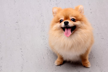 Pomeranian dogs on a gray background.