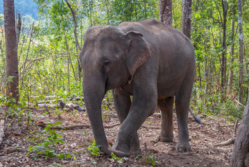 Fototapeta premium Elephant in the forest