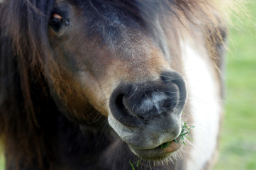 Fototapeta premium Shetland Pony frisst Gras