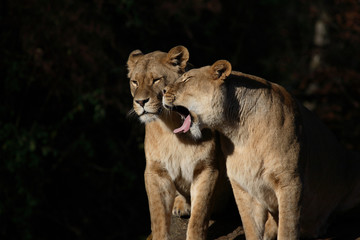 Afrikanischer Löwe / African Lion / Panthera leo
