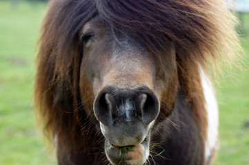 Naklejka premium Shetland Pony frisst Gras