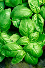 BASIL GRAND VERT