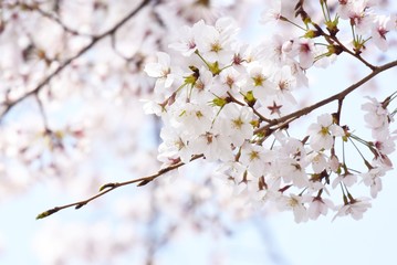 Fototapeta premium やさしいピンクの桜