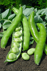 HORSE BEAN EXTRA HATIVE A GRAIN BLANC