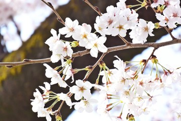 やさしいピンクの桜