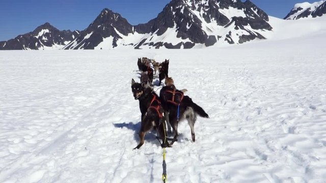Group of sled dogs lined up and ready to leave on an expedition in Kenai, Alaska