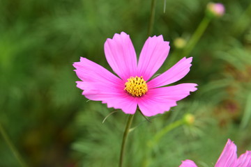 Obraz premium Piękne rośliny chryzantemy