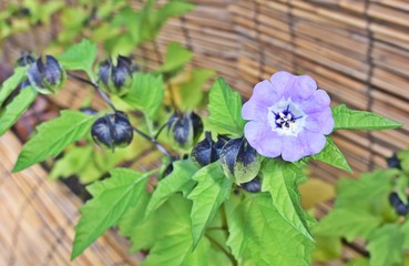 紫のかわいい花