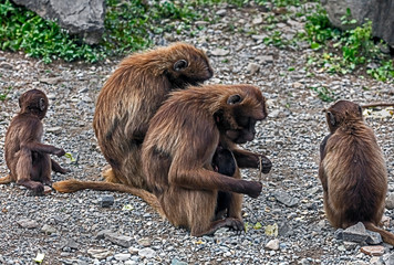 Gelada baboons. Latin name - Theropithecus gelada