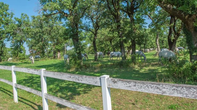A beautiful peace of land in Lipica. Horses are peaceful and calm and are eating grass under huge treetops.