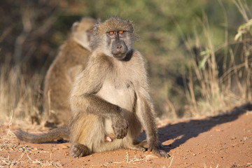 Bärenpavian / Chacma Baboon / Papio ursinus.