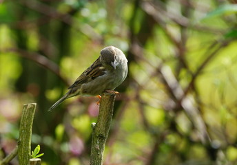 Sperling,Spatz,Garten,Kulturfolger