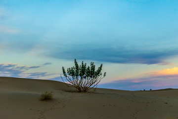 A shrub in a desert against the sunset sky