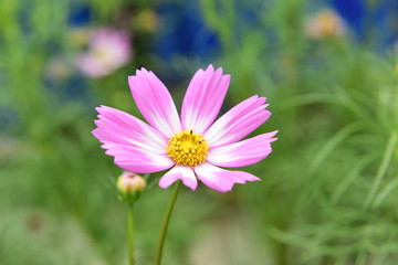 Obraz premium Beautiful Chrysanthemum Plants