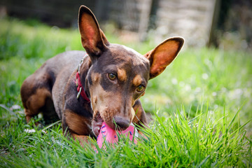Portrait eines s&uuml;ssen Podenco maneto 