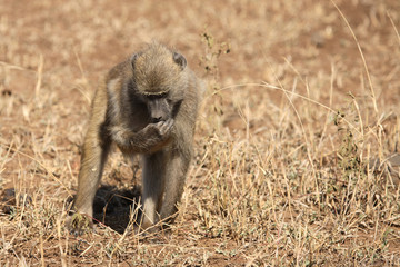 Bärenpavian / Chacma Baboon / Papio ursinus.