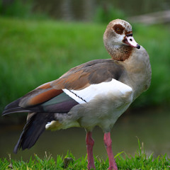 Pose de pato