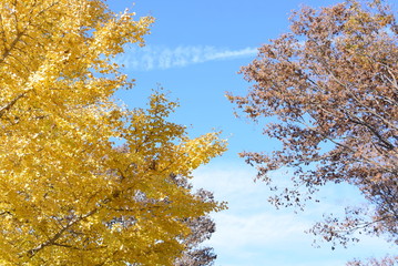 秋の紅葉した木と空