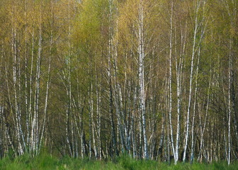 Birken in der Döberitzer Heide im Frühling