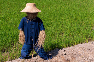 Scarecrow in Thai farmer uniform Standing outdoors in the fields Straw Man is made from rice straw. To scare birds away from the fields Or not eating crops or grains