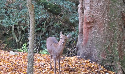 奈良の野生の小鹿