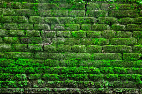 brick wall texture and background covered by moss with morning light