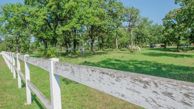 A white fence of the space where beautiful white Lipizzaner are kept. Stud farm Lipica.
