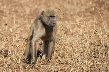 Bärenpavian / Chacma Baboon / Papio ursinus.