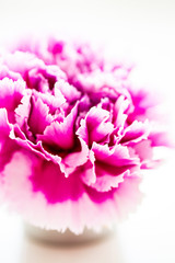 Fuchsia Colored Carnation Flower