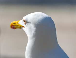 gaviotas