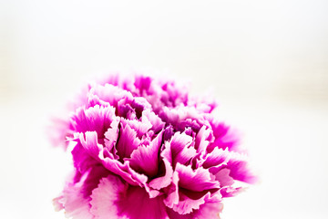 Fuchsia Colored Carnation Flower