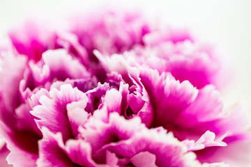 Fuchsia Colored Carnation Flower