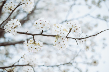 branch with white flowers tree in spring