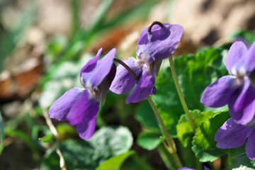 Closeup of small spring wildflowers blooming