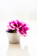 Fuchsia Colored Carnation Flower