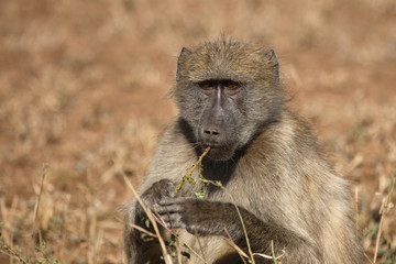 Bärenpavian / Chacma Baboon / Papio ursinus.