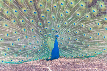 Naklejka premium Pájaros