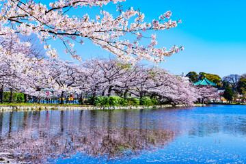 [東京都] 上野公園の不忍池と桜 (No.9058) © show999