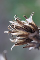 Trockenblume