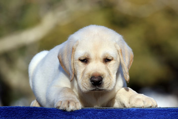 a little labrador puppy on a blue background