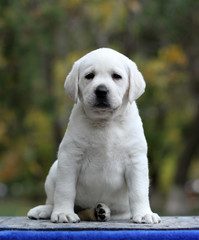 little labrador puppy on a blue background