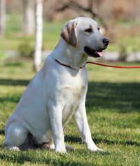 a sweet yellow labrador in the park